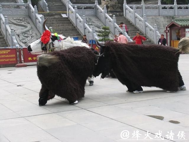 非遗四川 |平武虎牙藏族斗牦牛 非遗四川 |平武虎牙藏族斗牦牛
